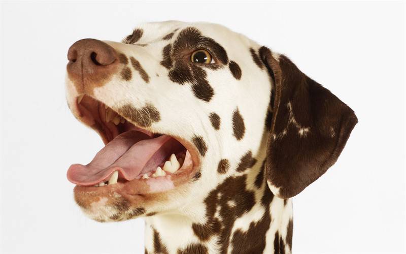点击大图看下一张：萌萌哒的狗狗高清动物图片