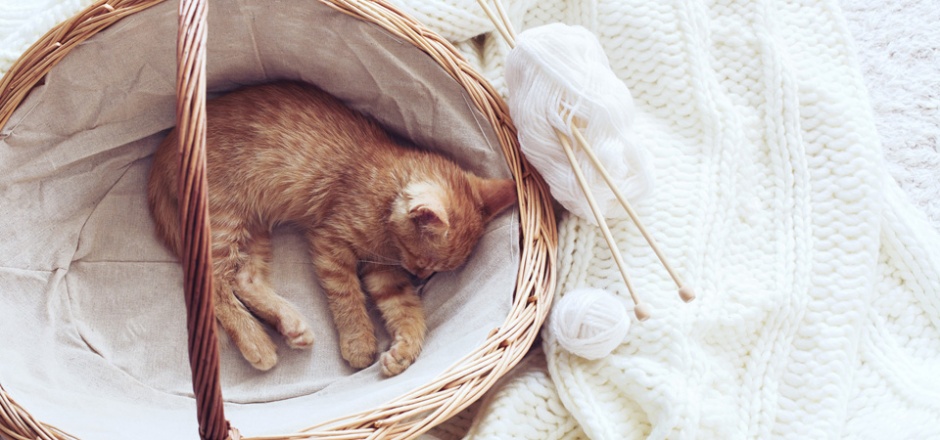 点击大图看下一张：篮子里萌萌的小猫睡觉图片