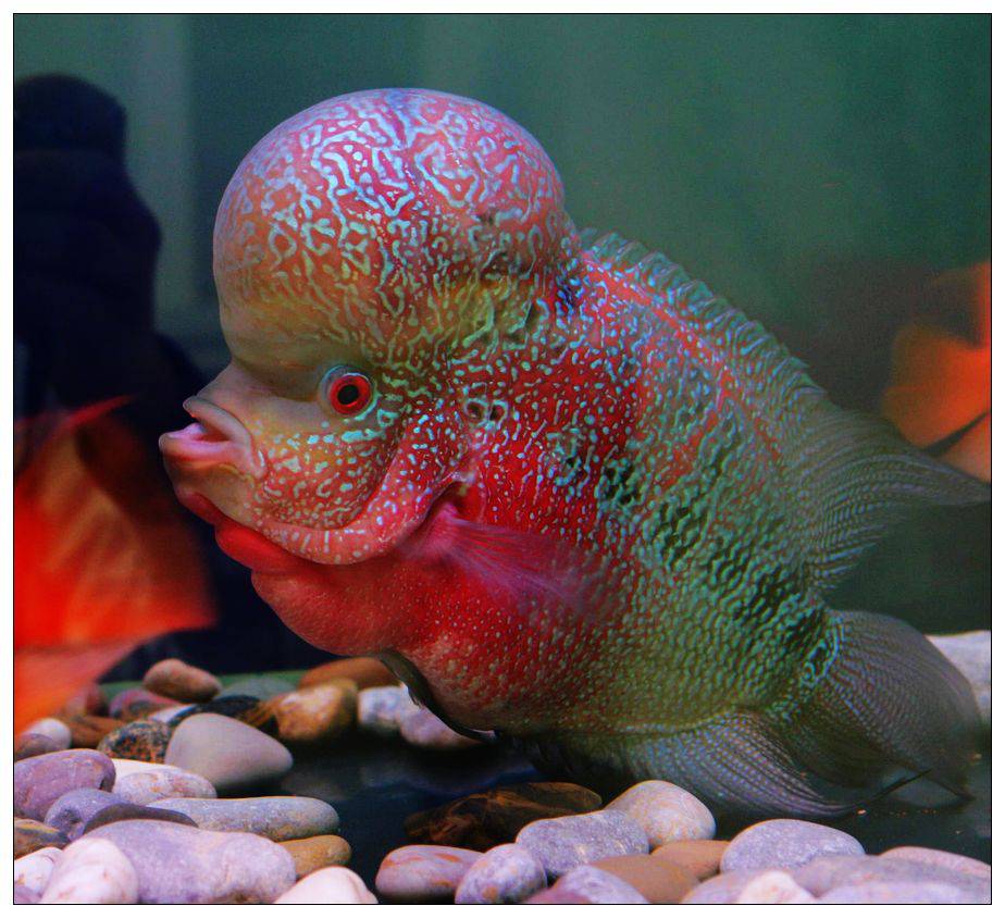 点击大图看下一张：彩虹罗汉鱼头部丰满图片
