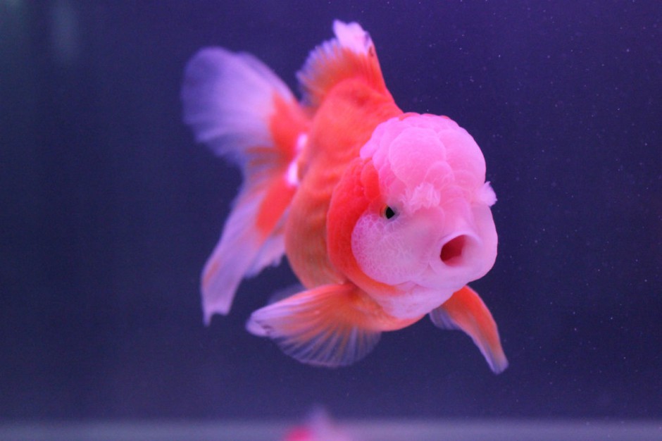 点击大图看下一张：兰寿金鱼图片可爱逗人