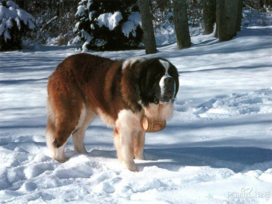 点击大图看下一张：成年圣伯纳犬雪地慵懒特写图片