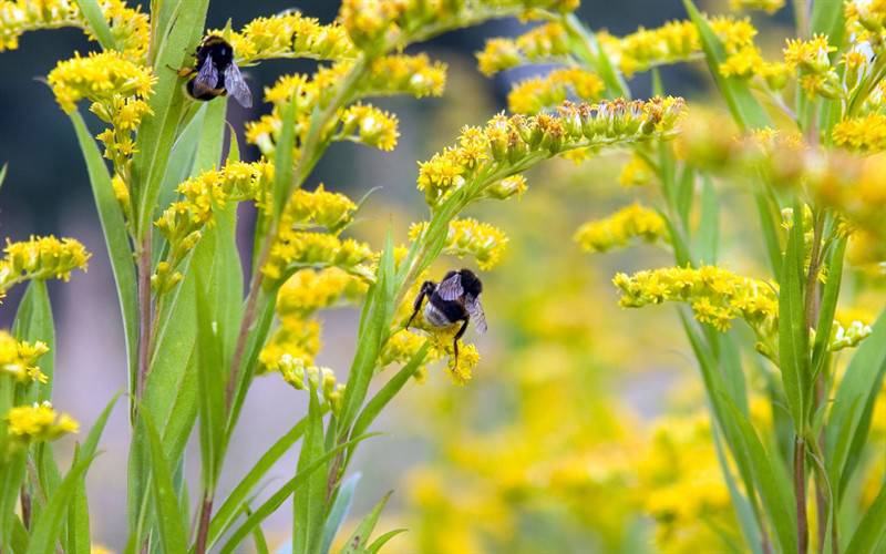 点击大图看下一张：蜜蜂与花户外唯美高清写真图片