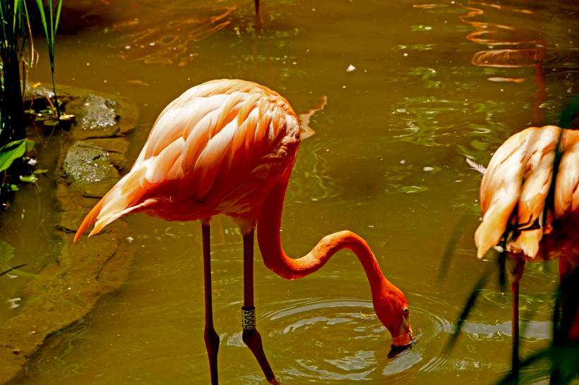 点击大图看下一张：河里觅食的粉红色火烈鸟图片