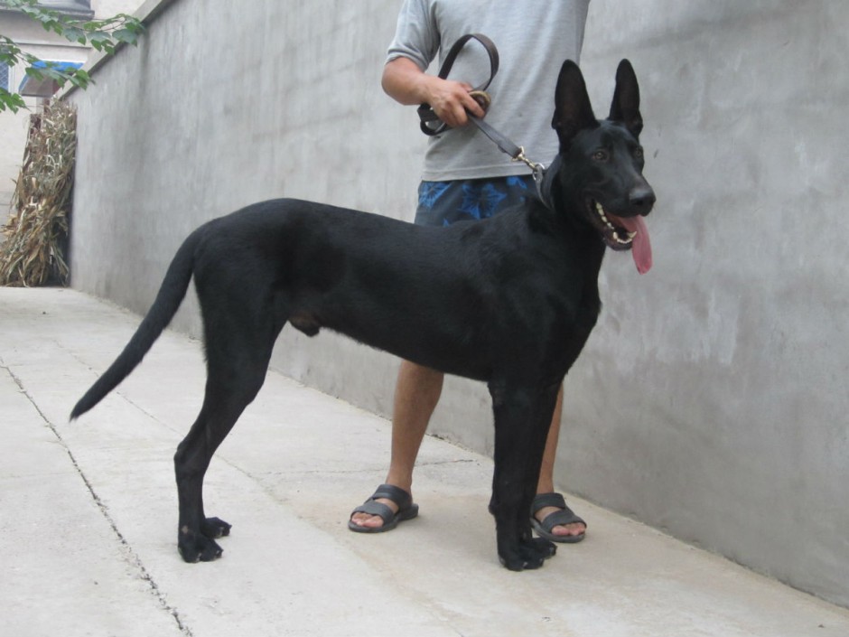 点击大图看下一张：忠诚可靠的中华黑狼犬图片