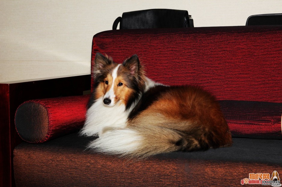 点击大图看下一张：沙发优雅端庄的喜乐蒂牧羊犬图片