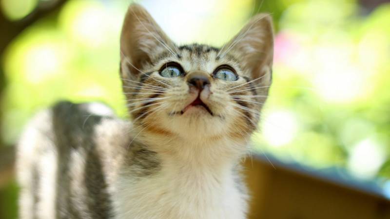 点击大图看下一张：可爱乖巧的萌猫精选桌面壁纸