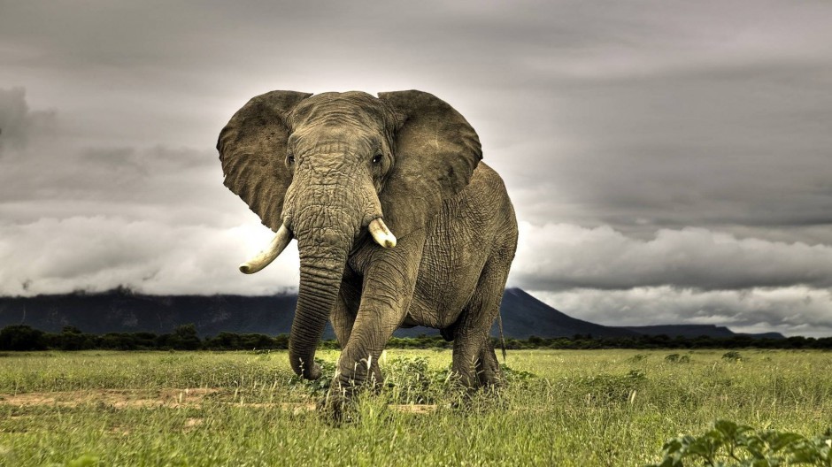 点击大图看下一张：憨态可掬的大象高清图片