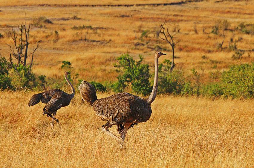 点击大图看下一张：非洲鸵鸟草原奔跑图片