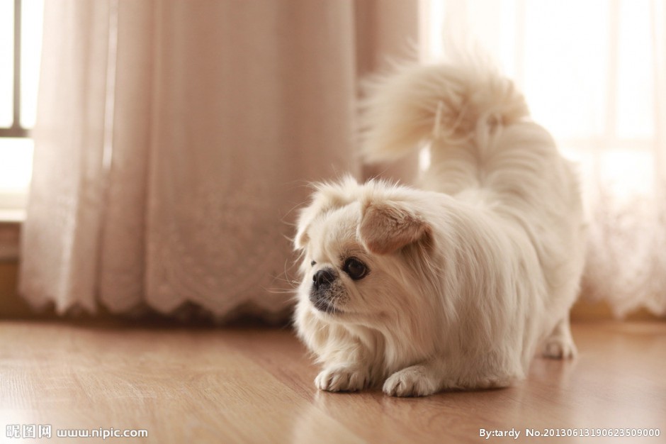 点击大图看下一张：优雅温顺的京巴犬图片