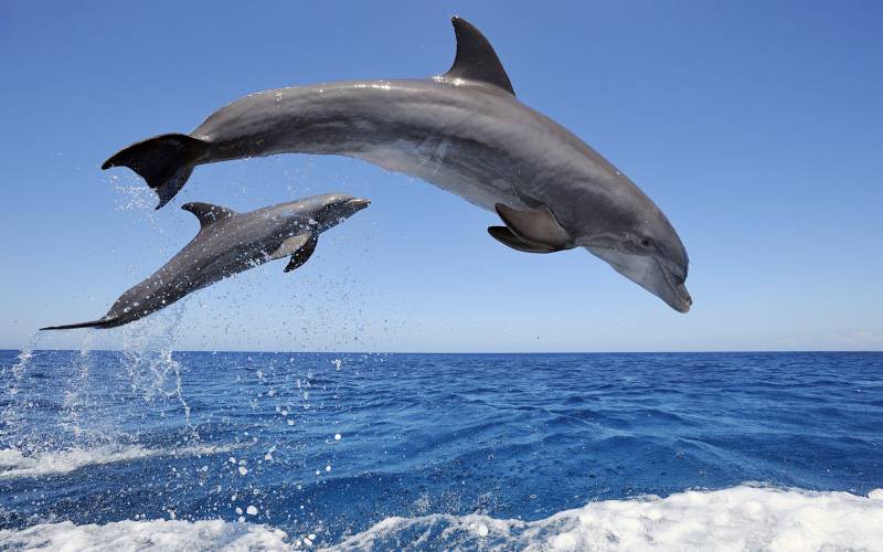 点击大图看下一张：一对彼此相拥相随的海豚图片