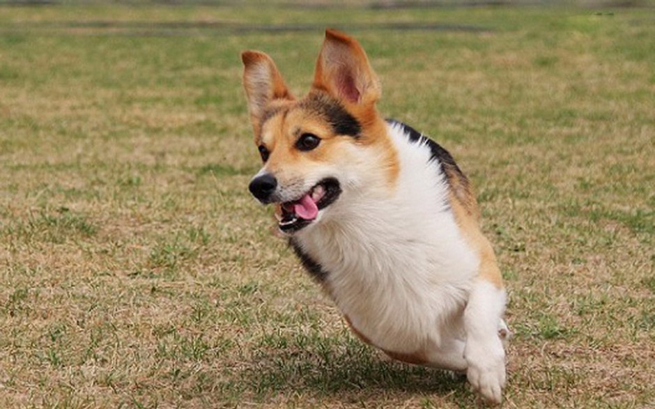 点击大图看下一张：户外奔跑的柯基犬图片