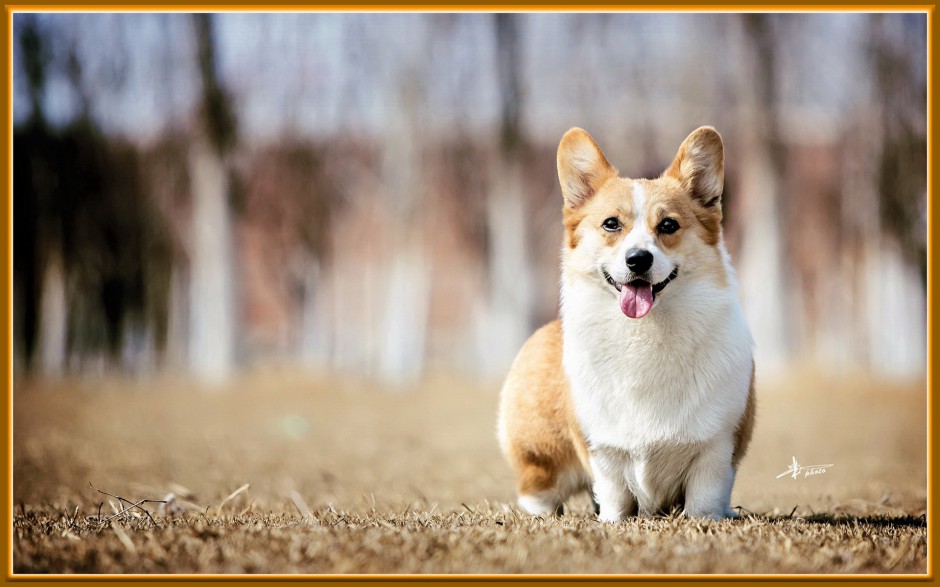 点击大图看下一张：卡迪根威尔士柯基犬唯美高清图片