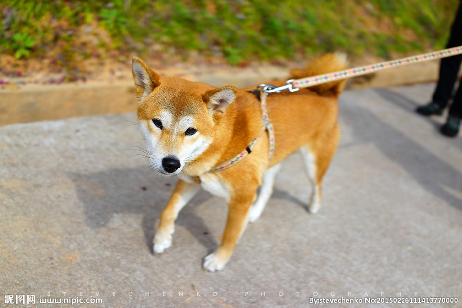 点击大图看下一张：温顺的纯种秋田犬图片