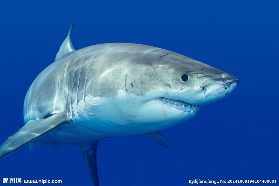 点击大图看下一张：大白鲨鱼图片模样凶狠吓人