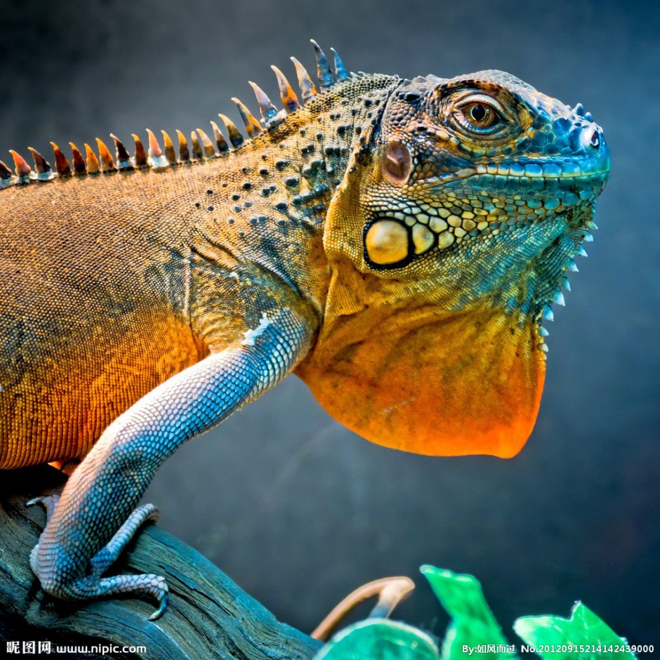 点击大图看下一张：色彩鲜艳的冷血动物小蜥蜴图片