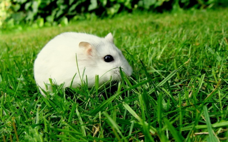 点击大图看下一张：小白鼠草地玩耍图片