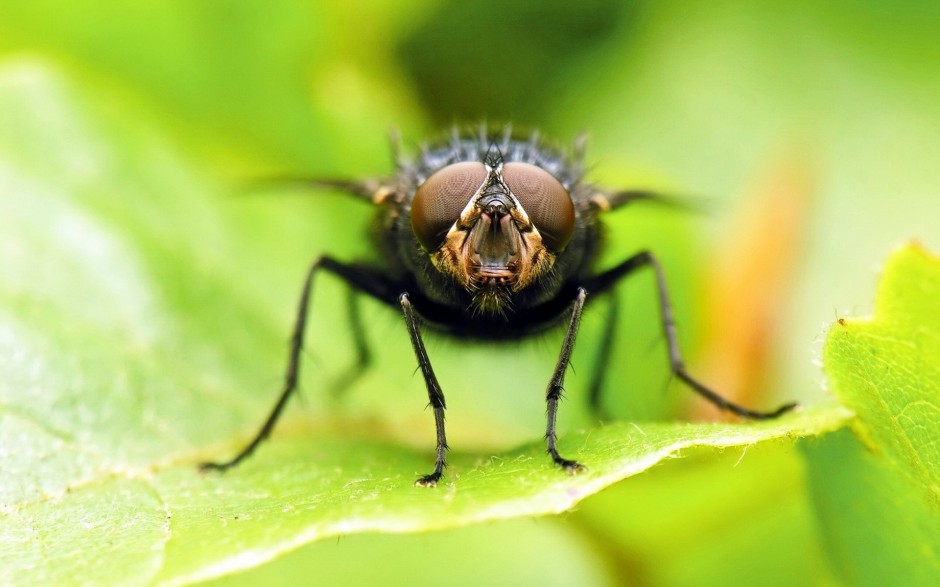 点击大图看下一张：常见的昆虫动物苍蝇图片