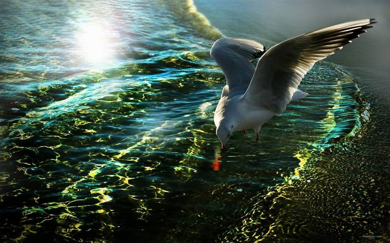 点击大图看下一张：海面翱翔的海鸥高清组图