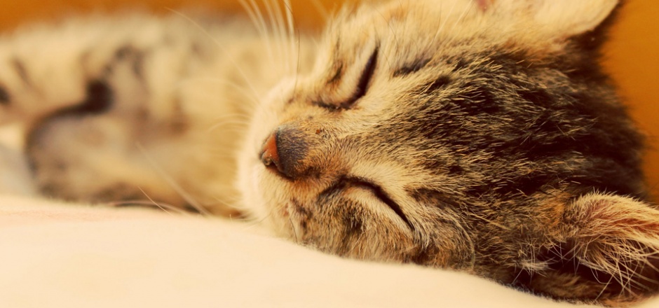 点击大图看下一张：睡觉的猫高清特写图片