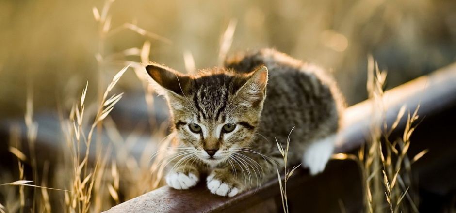 点击大图看下一张：很萌的小猫高清摄影图片