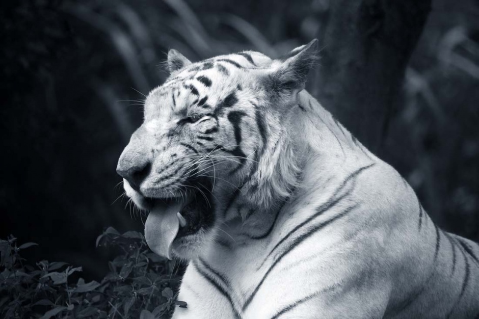 点击大图看下一张：霸气的老虎高清图片欣赏
