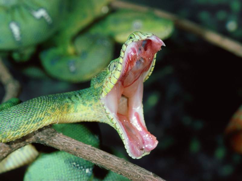 点击大图看下一张：蟒蛇青竹蛇蛇类高清图片