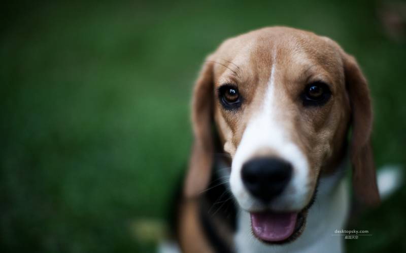 点击大图看下一张：可爱聪明的比格犬高清图片