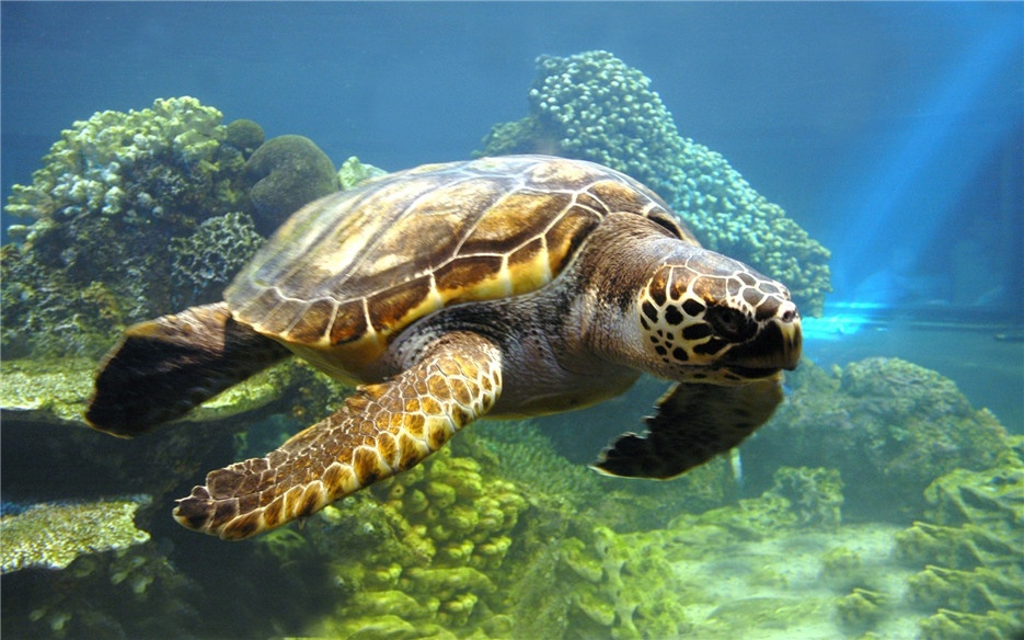 点击大图看下一张：慢条斯理的黑海龟图片欣赏