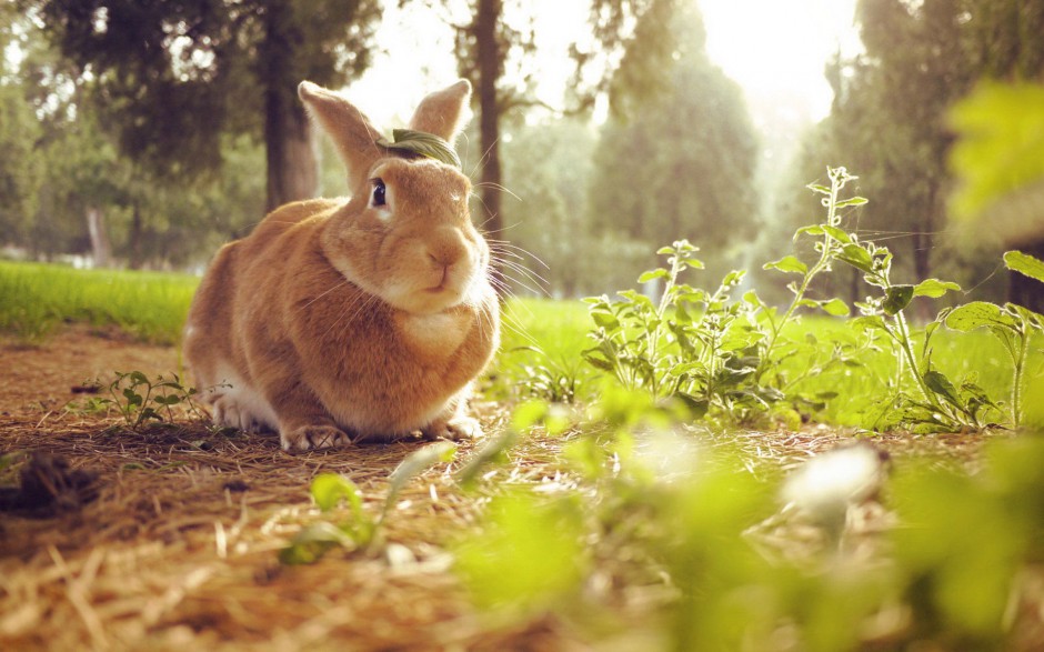 点击大图看下一张：野外邂逅萌萌哒的兔子