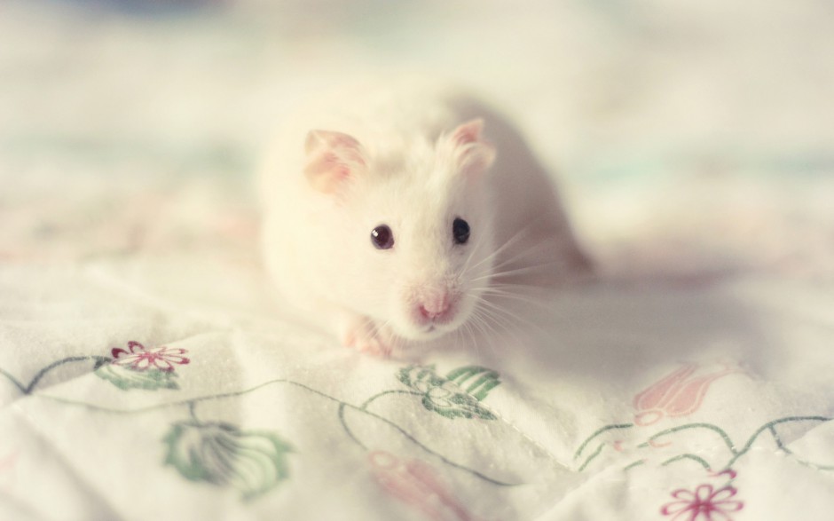 点击大图看下一张：小白鼠可爱调皮图片