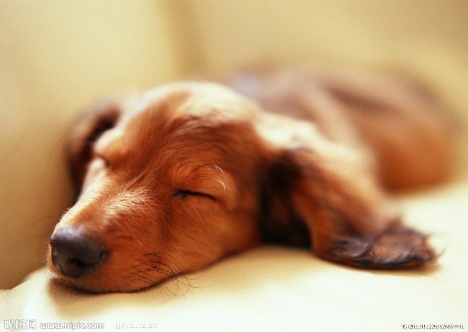 点击大图看下一张：纯种金毛寻回犬趴着睡觉图片