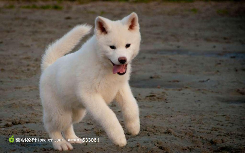 点击大图看下一张：自娱自乐的白色秋田犬图片