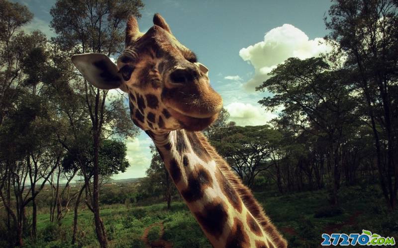点击大图看下一张：非洲草原上：长颈鹿