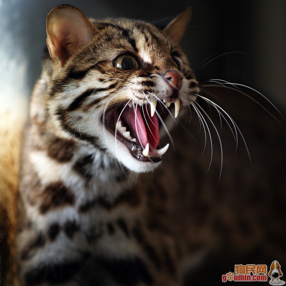点击大图看下一张：凶猛的野生豹猫图片大全