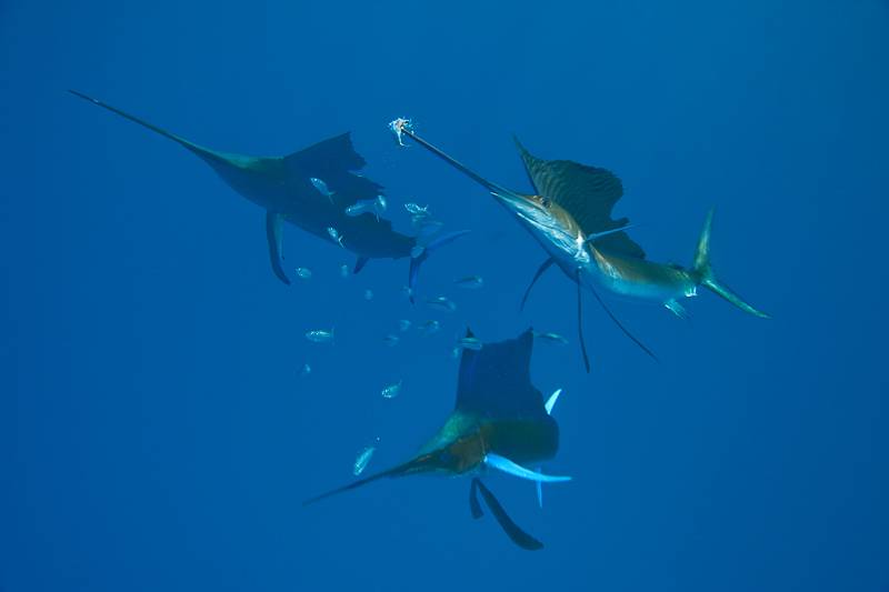 点击大图看下一张：热带剑鱼海底捕食图片