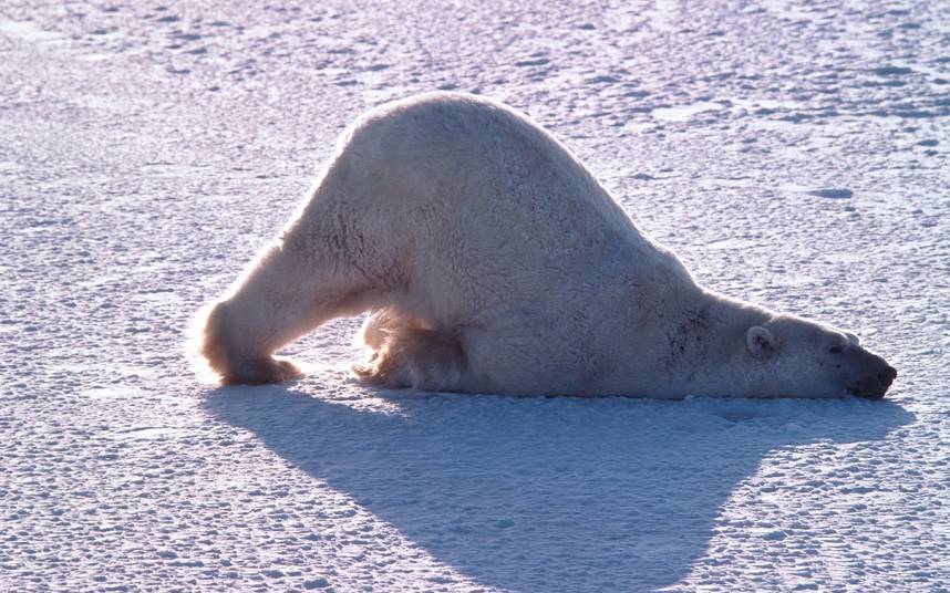 点击大图看下一张：北极熊有趣生活场景：笨重身体溅起巨大水花