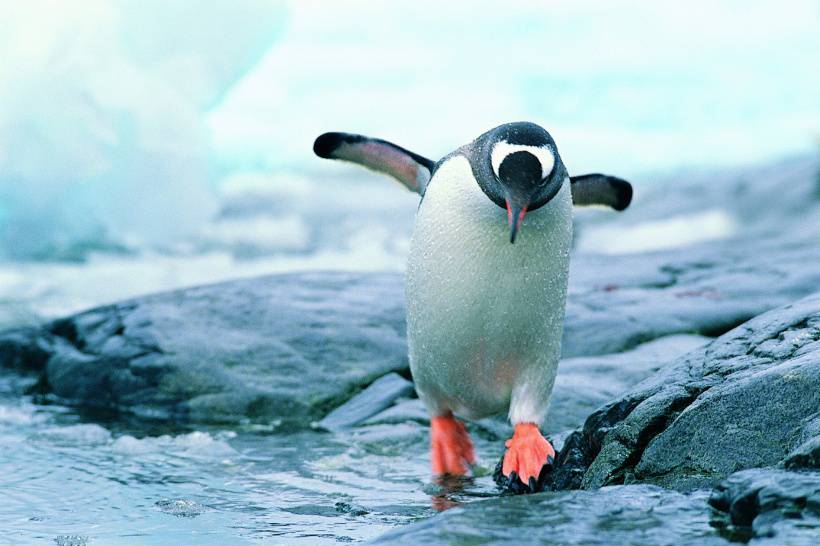 点击大图看下一张：可爱企鹅跳水高清图片