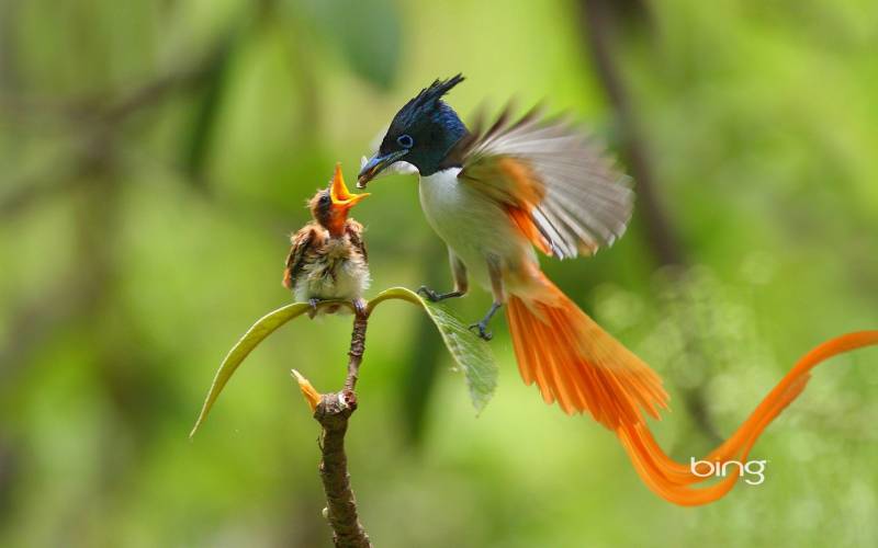 点击大图看下一张：动物世界鸟类全集 有爱的翠鸟哺乳图片