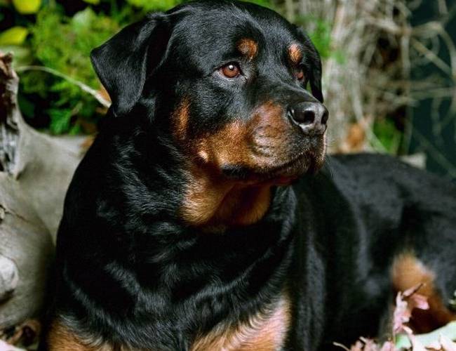 点击大图看下一张：德国罗威纳犬真挚眼神特写图片