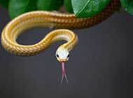 色彩斑斓的蛇类高清晰组图