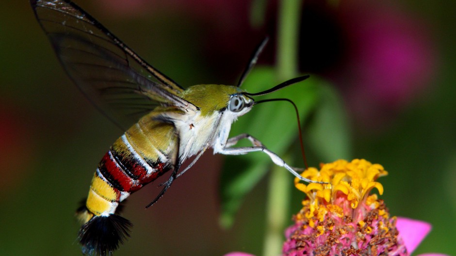 点击大图看下一张：四不像的昆虫蜂鸟鹰蛾图片