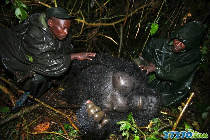 点击大图看下一张：大猩猩被屠的残忍场面