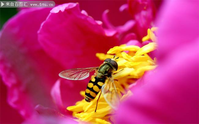点击大图看下一张：唯美的鲜花和蜜蜂摄影图片