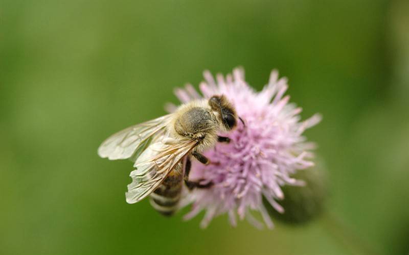 点击大图看下一张：高清蜜蜂采蜜图片
