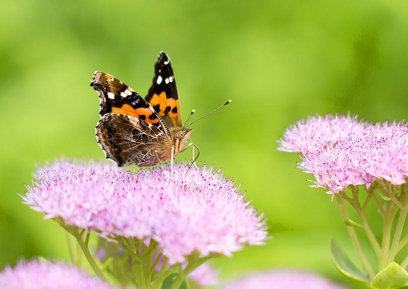 点击大图看下一张：春天公园鲜花上的蝴蝶图片大全