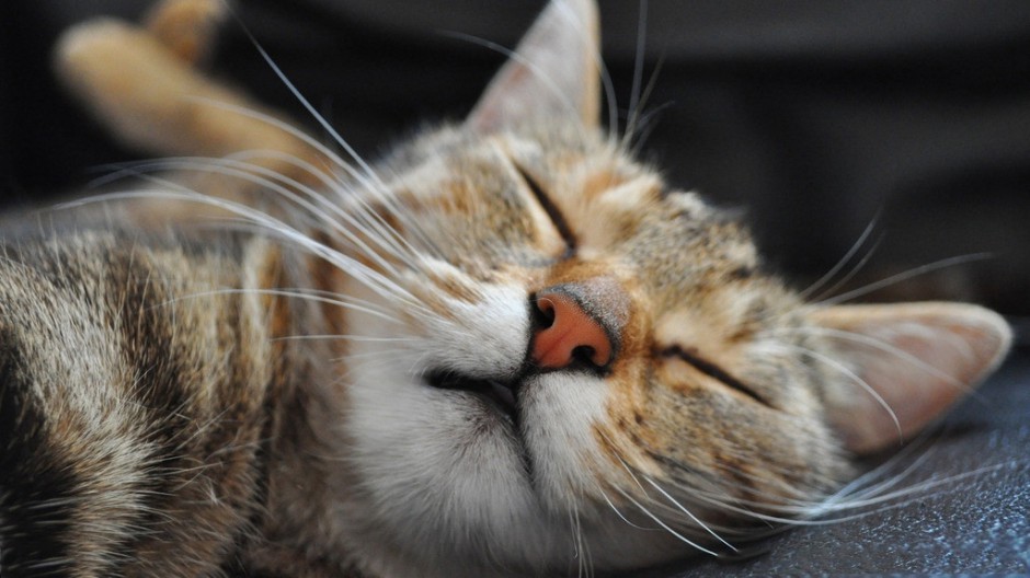 点击大图看下一张：中华狸花猫甜美睡颜图片