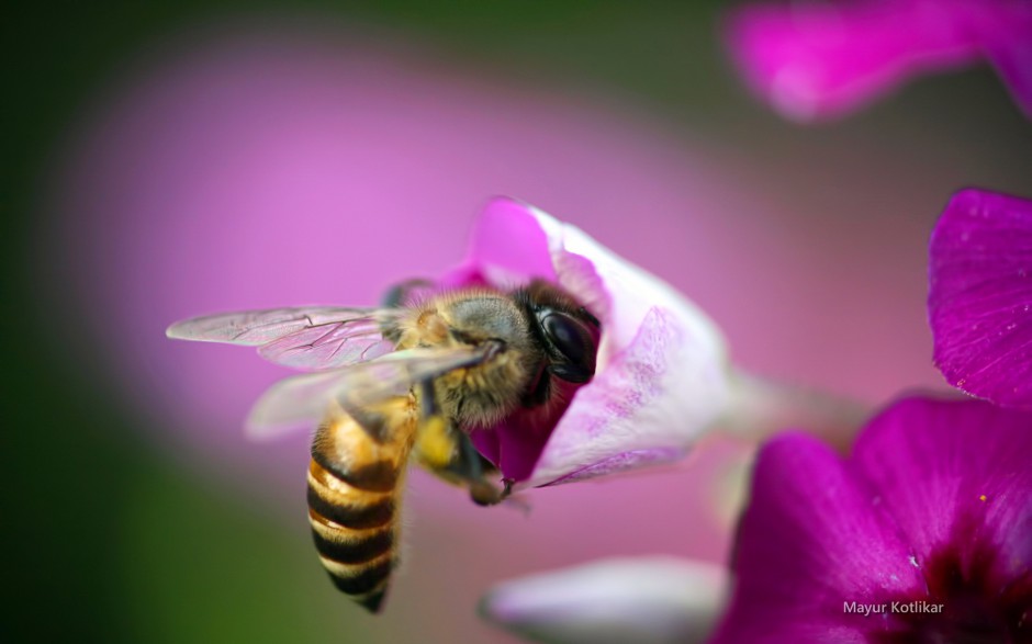 点击大图看下一张：春天蜜蜂与花风景桌面壁纸