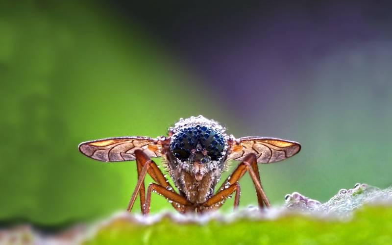 点击大图看下一张：杂食性昆虫苍蝇图片