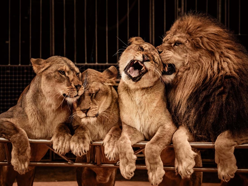 点击大图看下一张：凶猛霸气的狮子高清图片