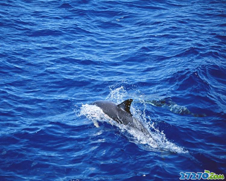 点击大图看下一张：特写海洋生物 海豚
